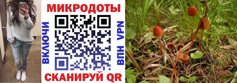 блэк спрут ТОР  Орлов  Галлюциногенные грибы Psilocybine cubensis 